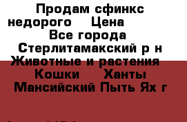 Продам сфинкс недорого  › Цена ­ 1 000 - Все города, Стерлитамакский р-н Животные и растения » Кошки   . Ханты-Мансийский,Пыть-Ях г.